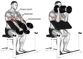 Curl Barre Assis Inversée Pupitre