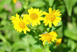 Arnica Temperature