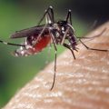 Remèdes Naturels Pour Éloigner Les Moustiques