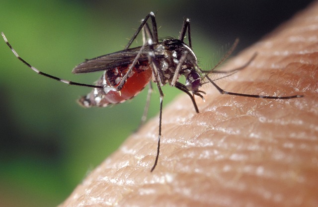 Remèdes Naturels Pour Éloigner Les Moustiques